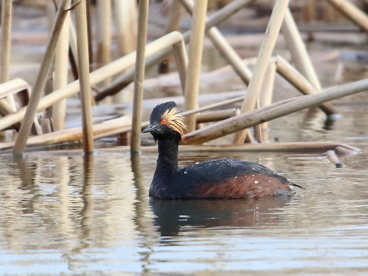 Eared Grebe - ML26818531