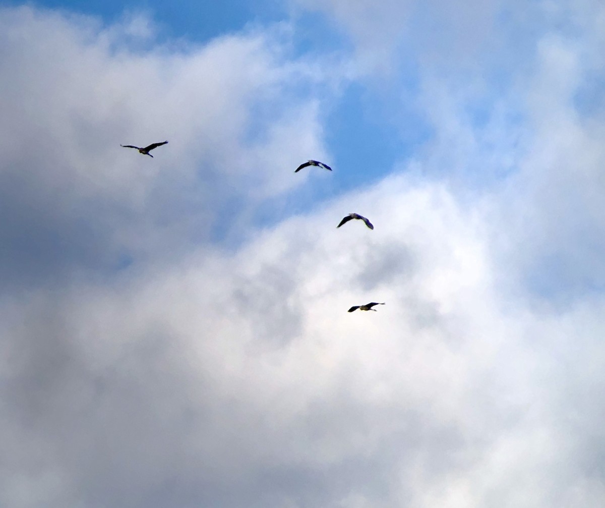 Great Blue Heron - ML268186531