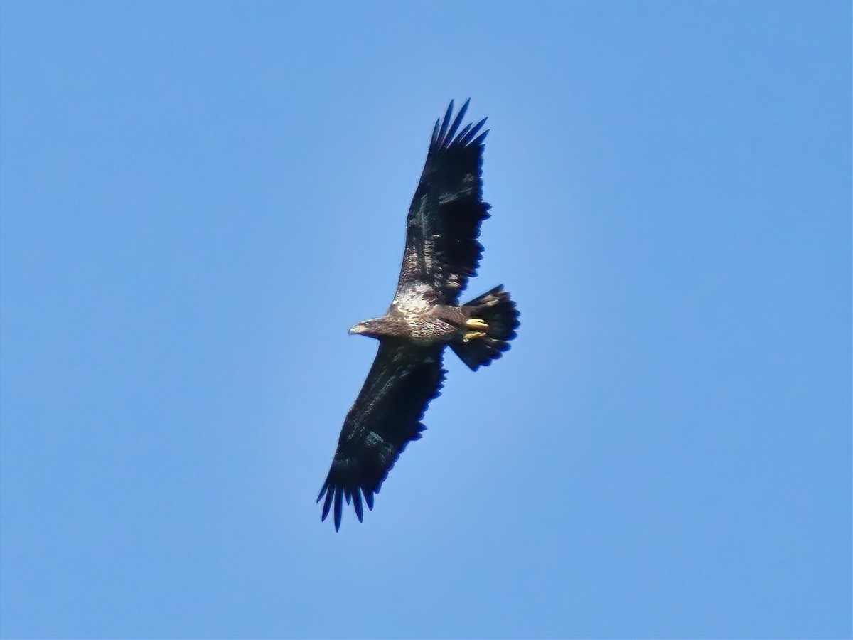 Bald Eagle - ML268187011