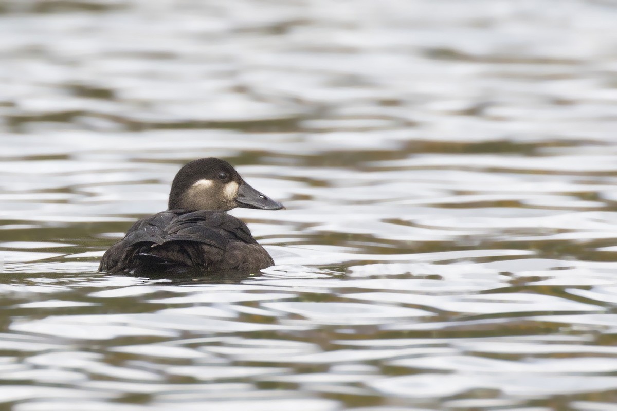 Surf Scoter - pierre martin