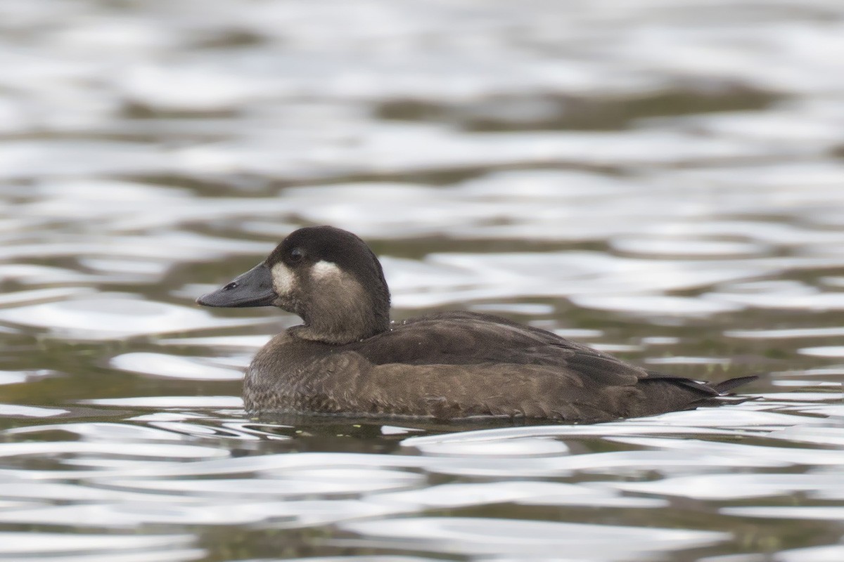 Surf Scoter - ML268188571