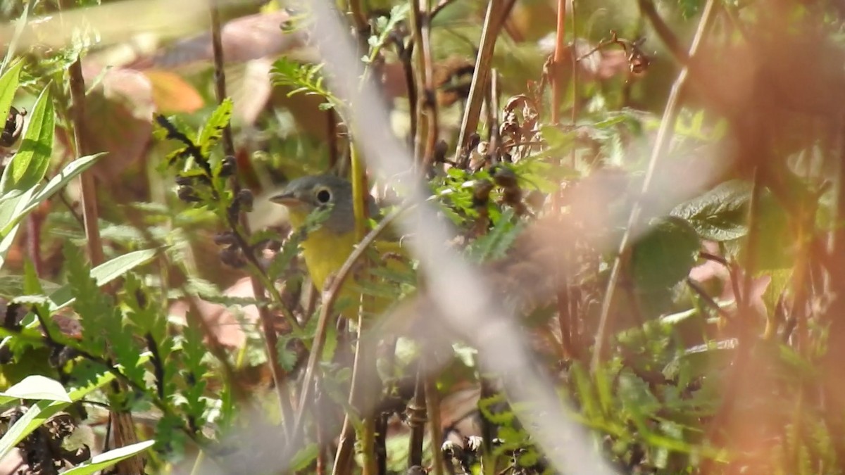 Nashville Warbler - Stéphane Primeau