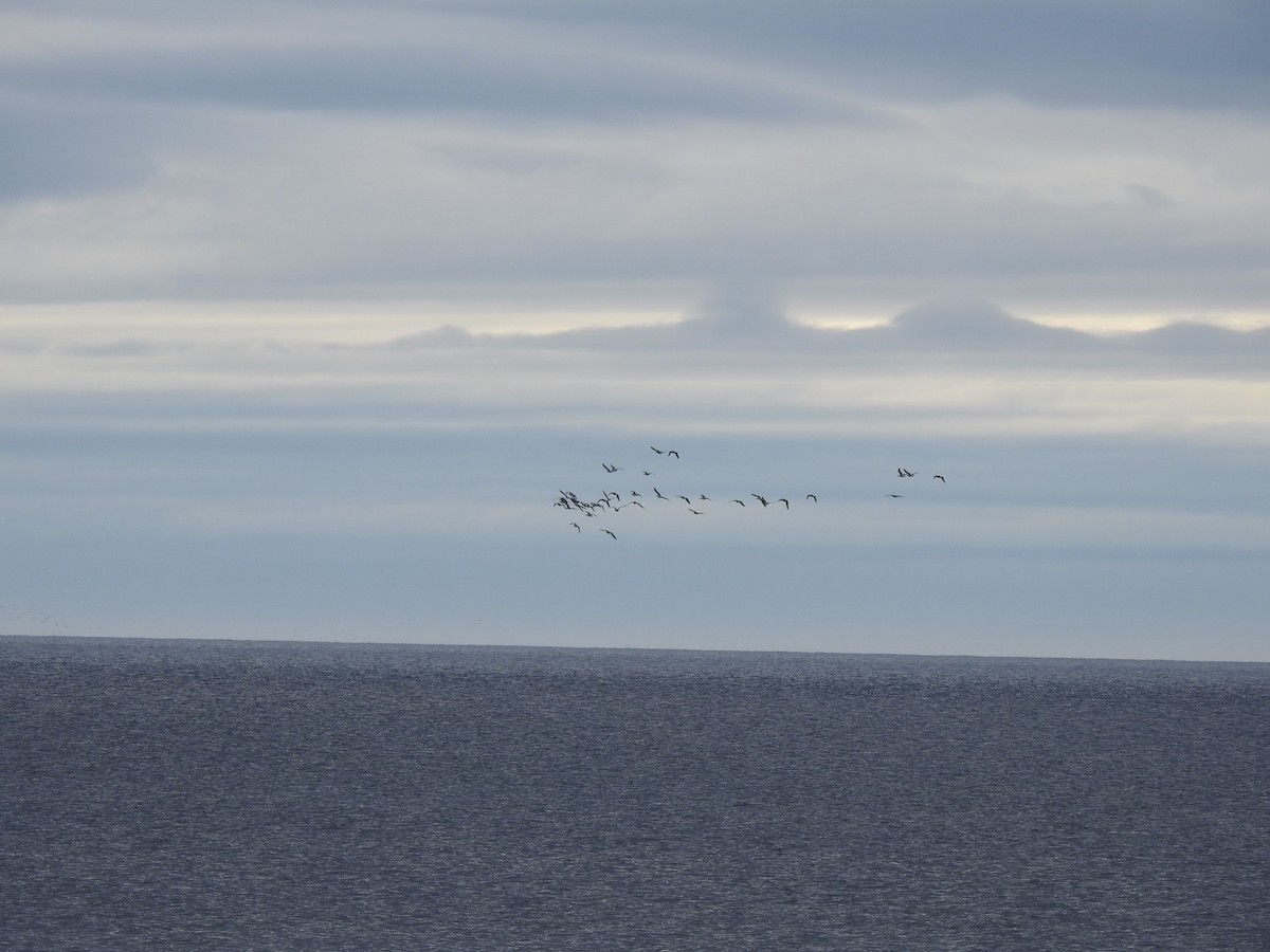 Barnacle Goose - ML268189121