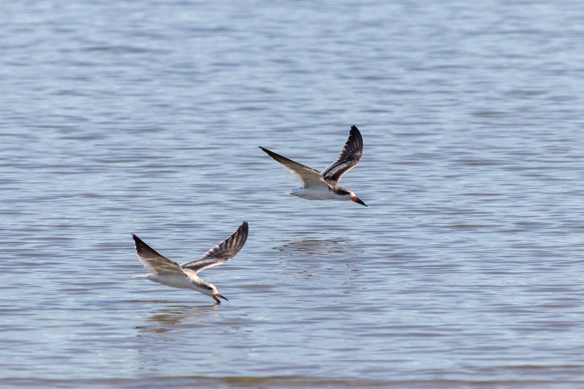 Black Skimmer - ML268189191