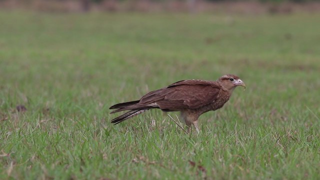 Chimango Caracara - ML268189341