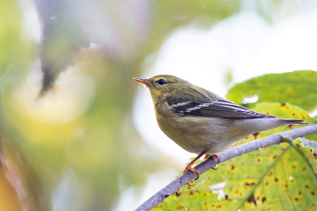 Blackpoll Warbler - ML268190511