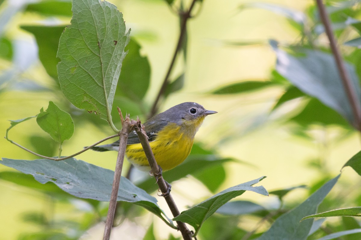 Magnolia Warbler - ML268190731