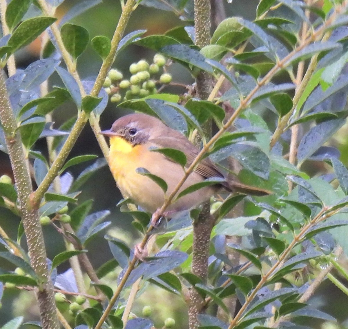 Common Yellowthroat - ML268190861