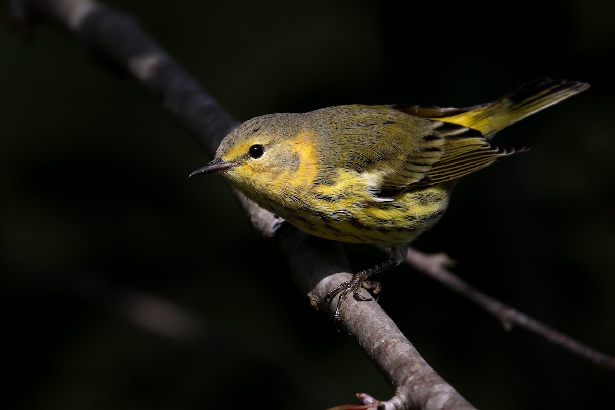 Cape May Warbler - Martina Nordstrand