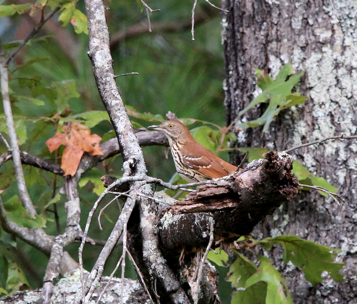 Brown Thrasher - ML268195201