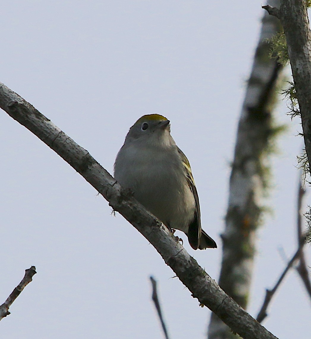 Chestnut-sided Warbler - ML268195691