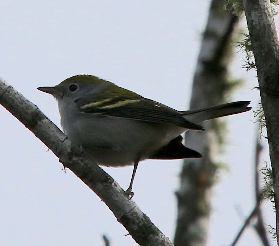 Gelbscheitel-Waldsänger - ML268195721