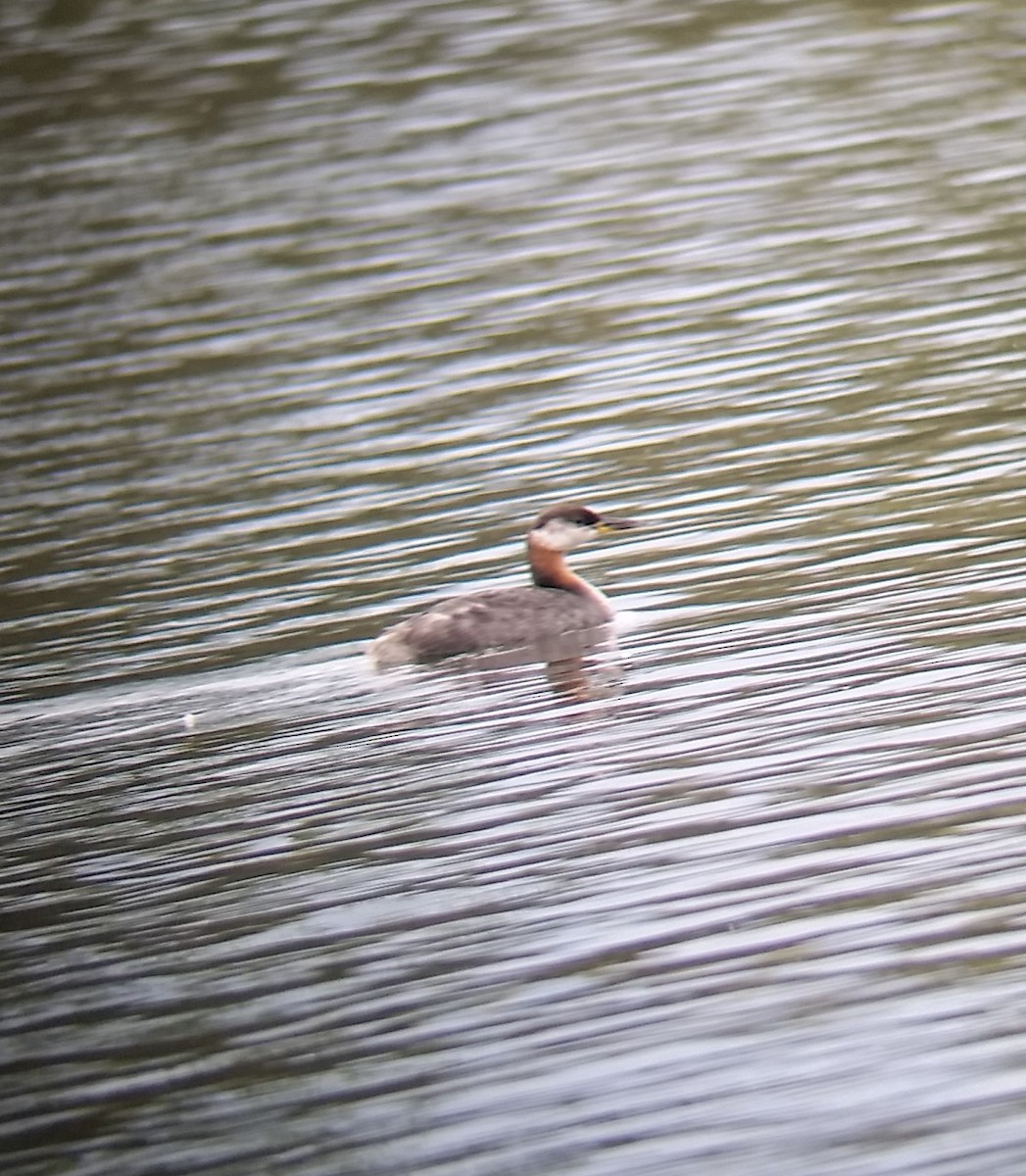 Red-necked Grebe - ML268196751