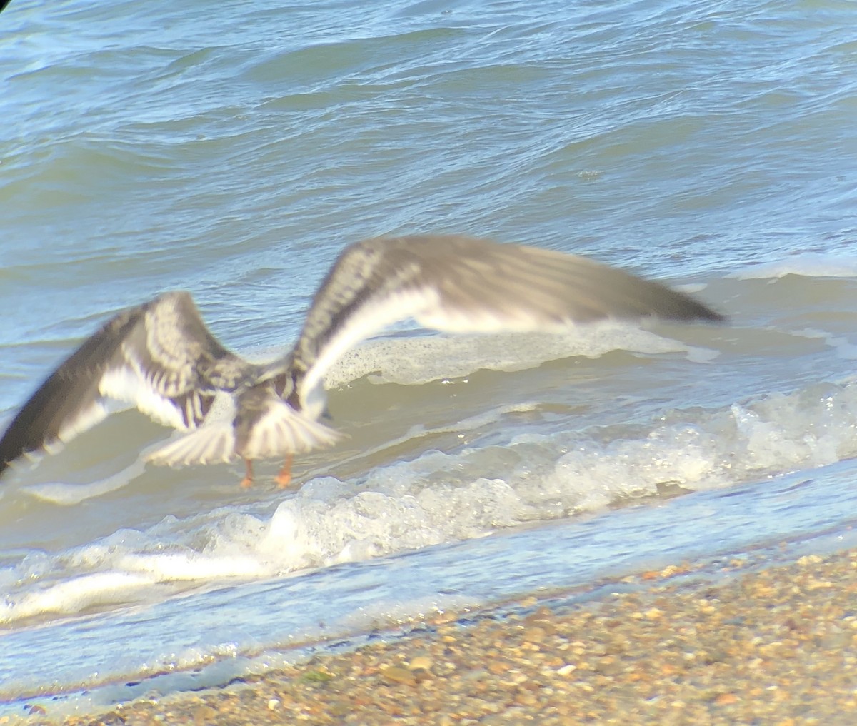 Black Skimmer - ML268197161