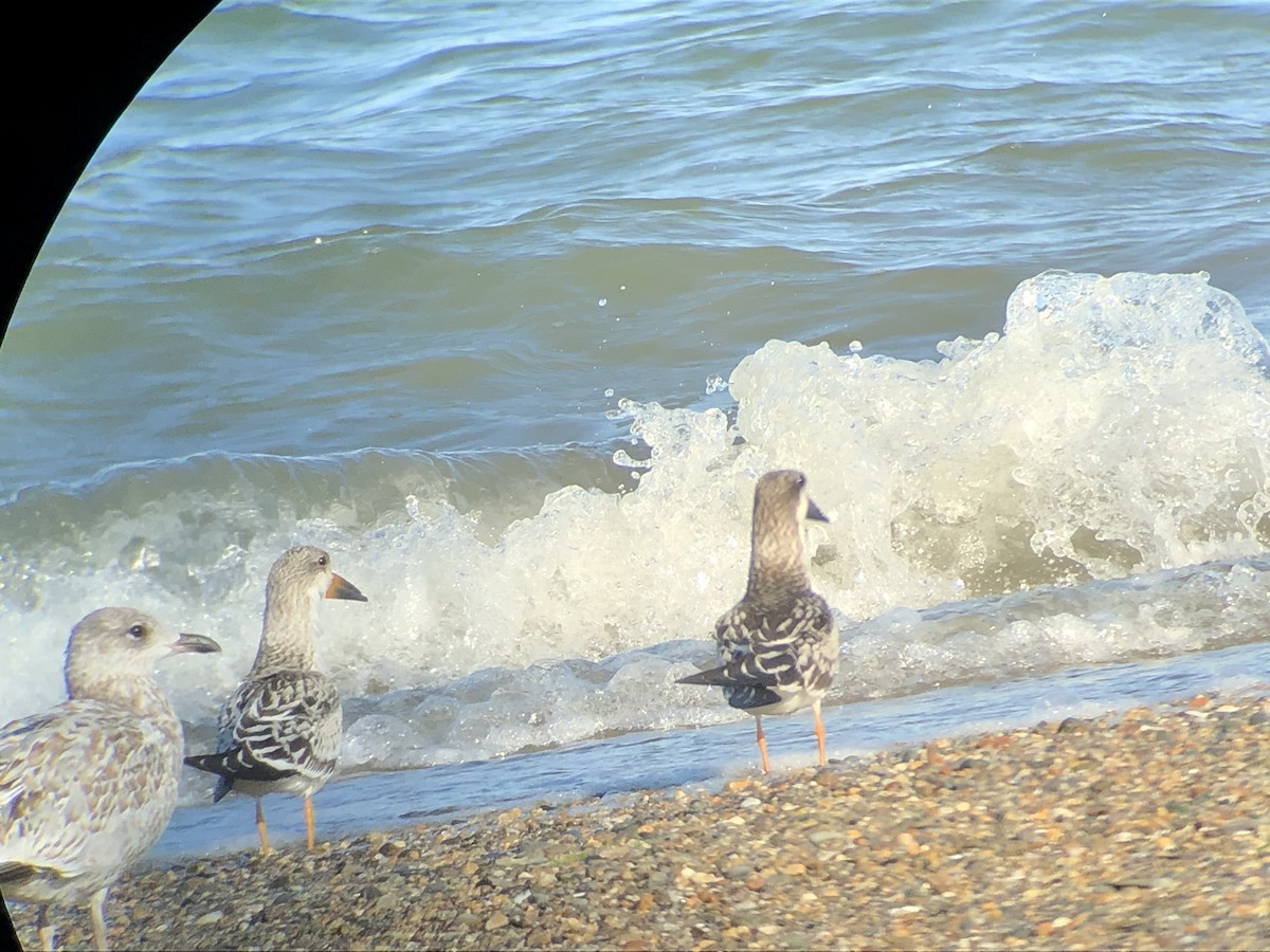 Black Skimmer - ML268197251