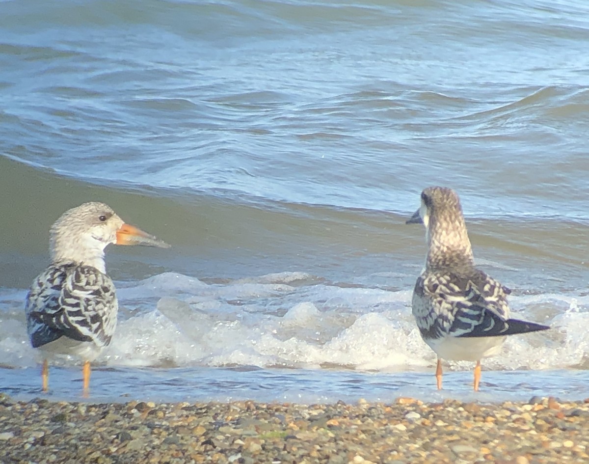 Black Skimmer - ML268198681