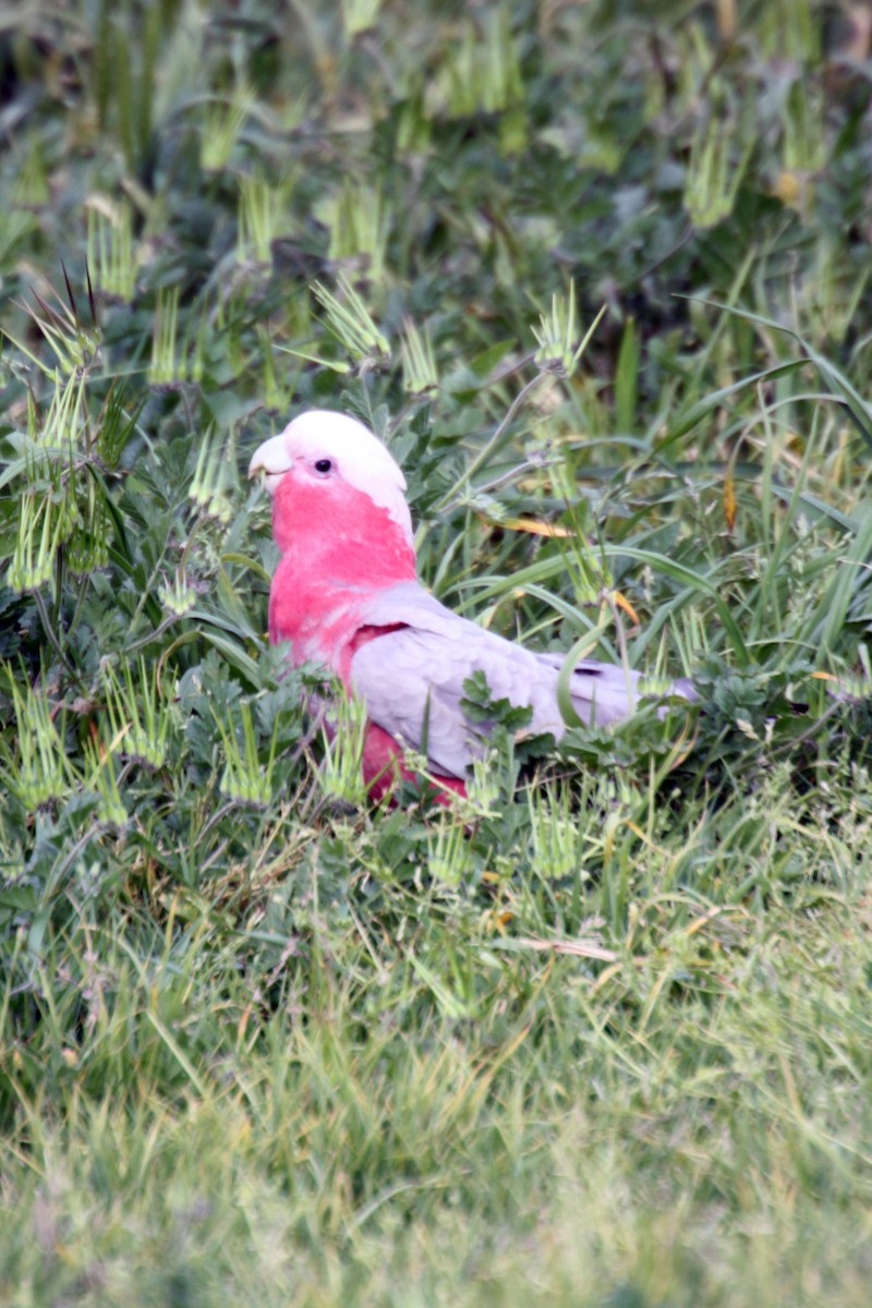 Galah - ML268199141