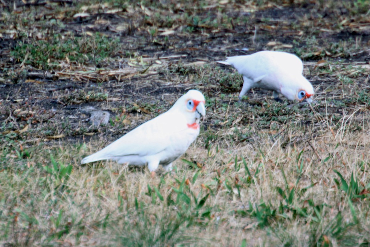 Long-billed Corella - ML268199291