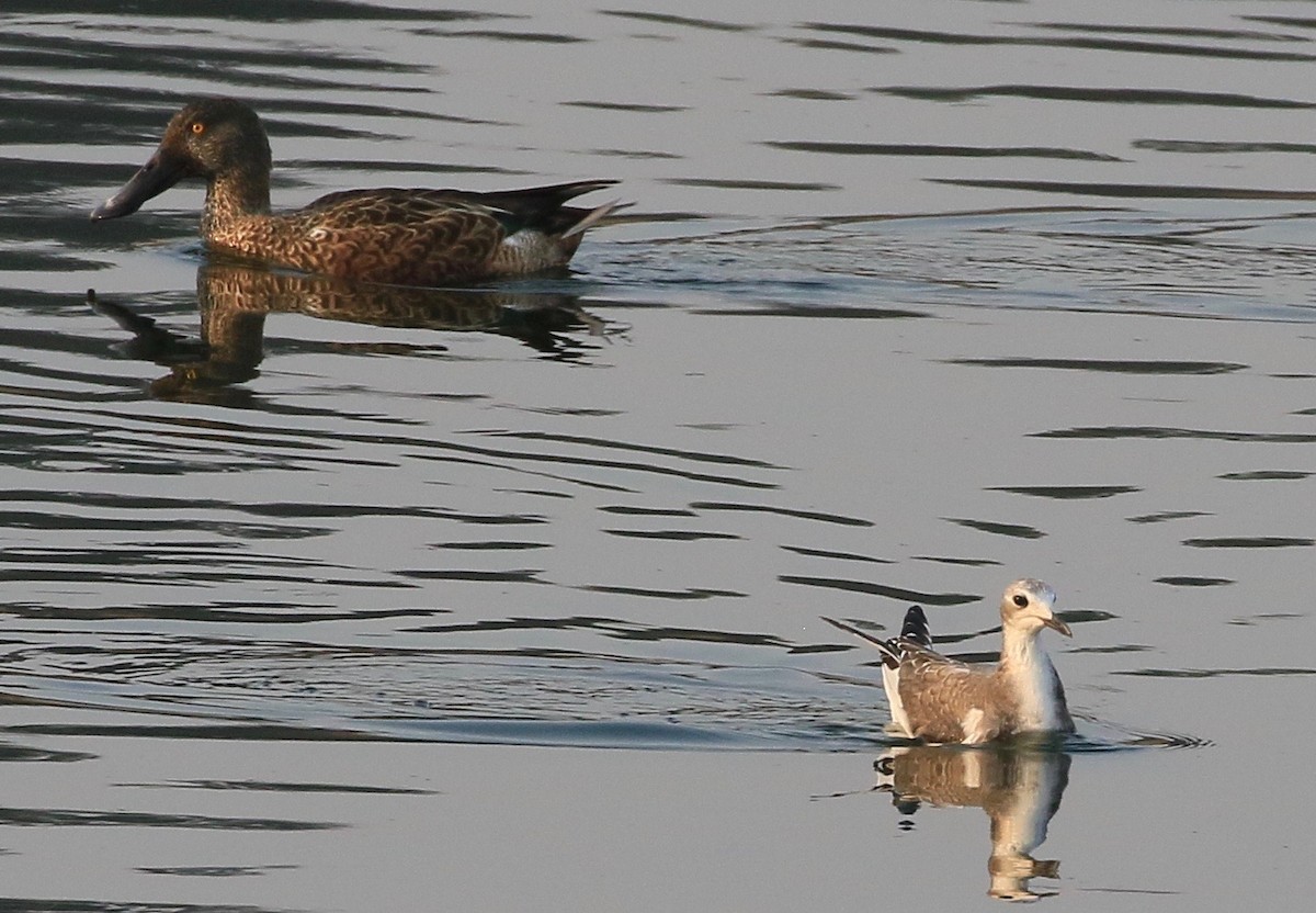 Mouette de Sabine - ML268200181