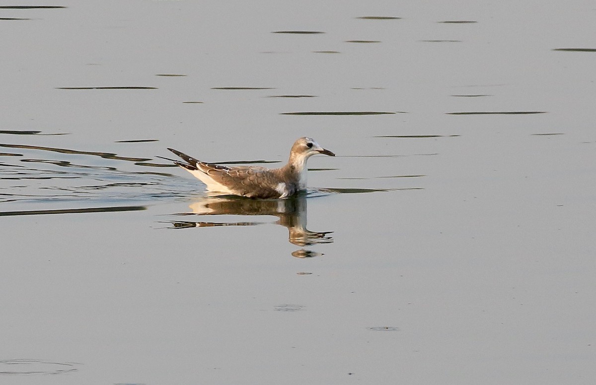 Sabine's Gull - ML268200201