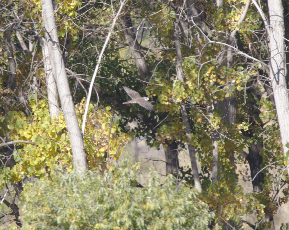 Prairie Falcon - ML268202341