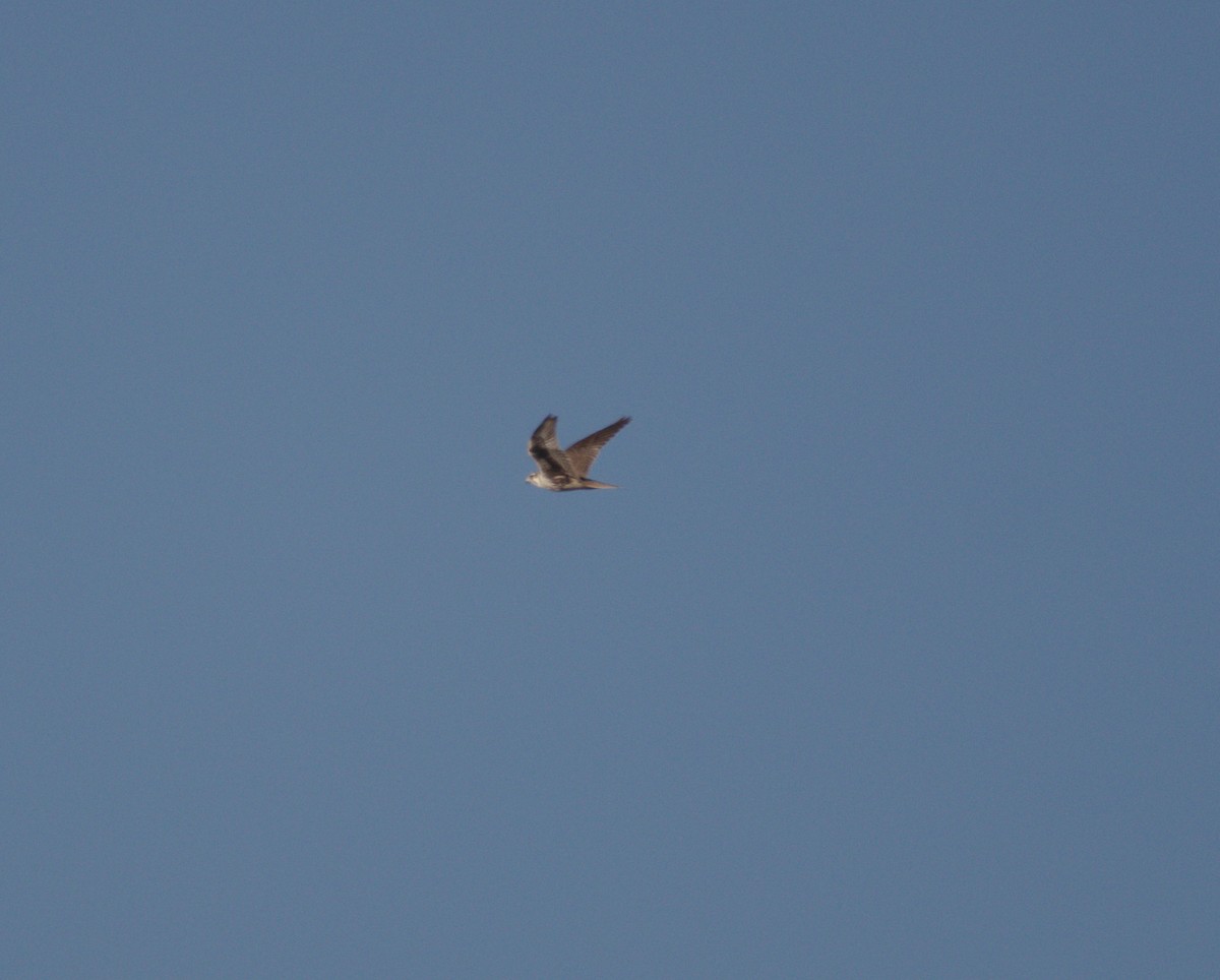 Prairie Falcon - ML268202361