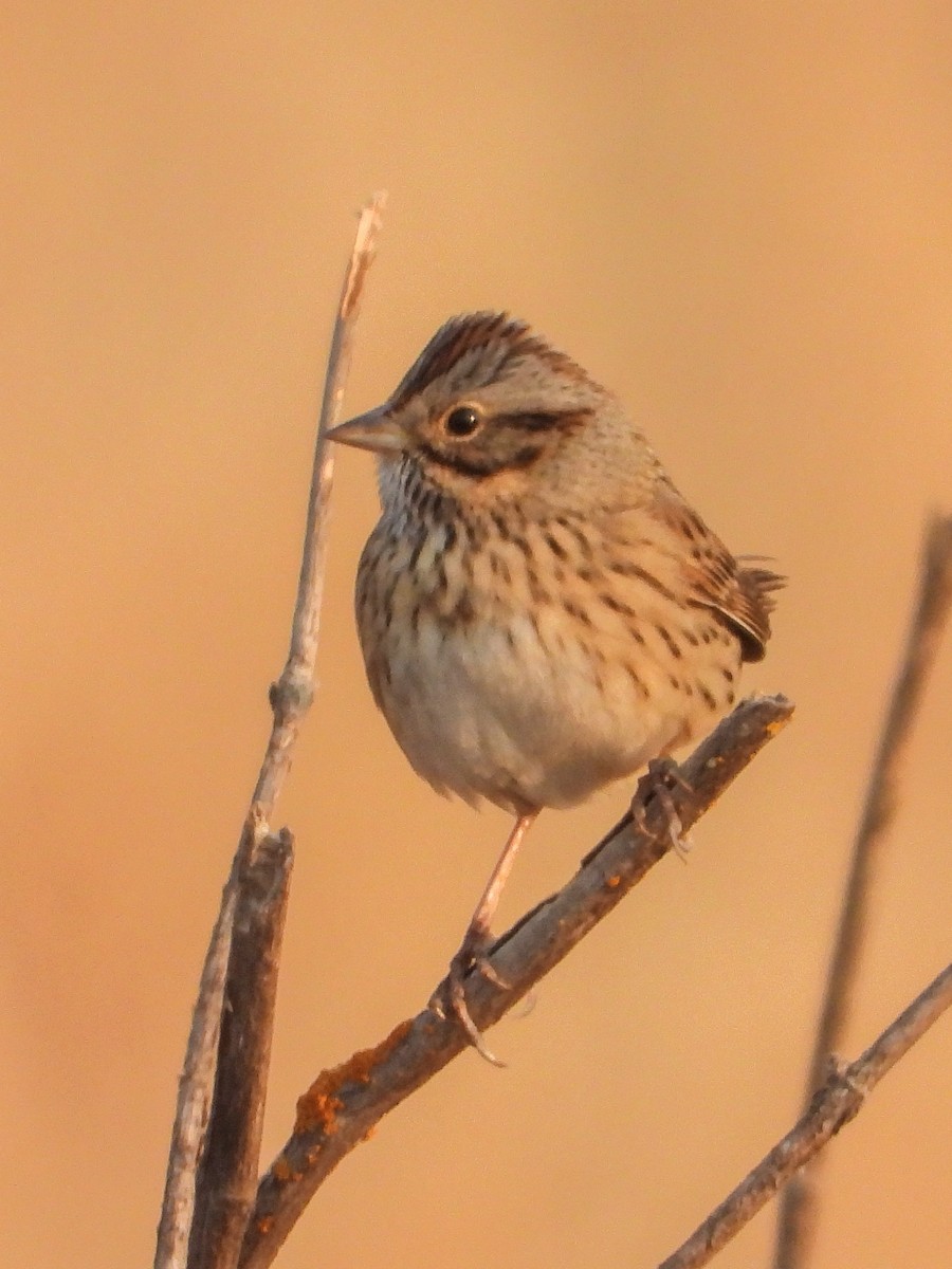 Lincoln's Sparrow - ML268203451