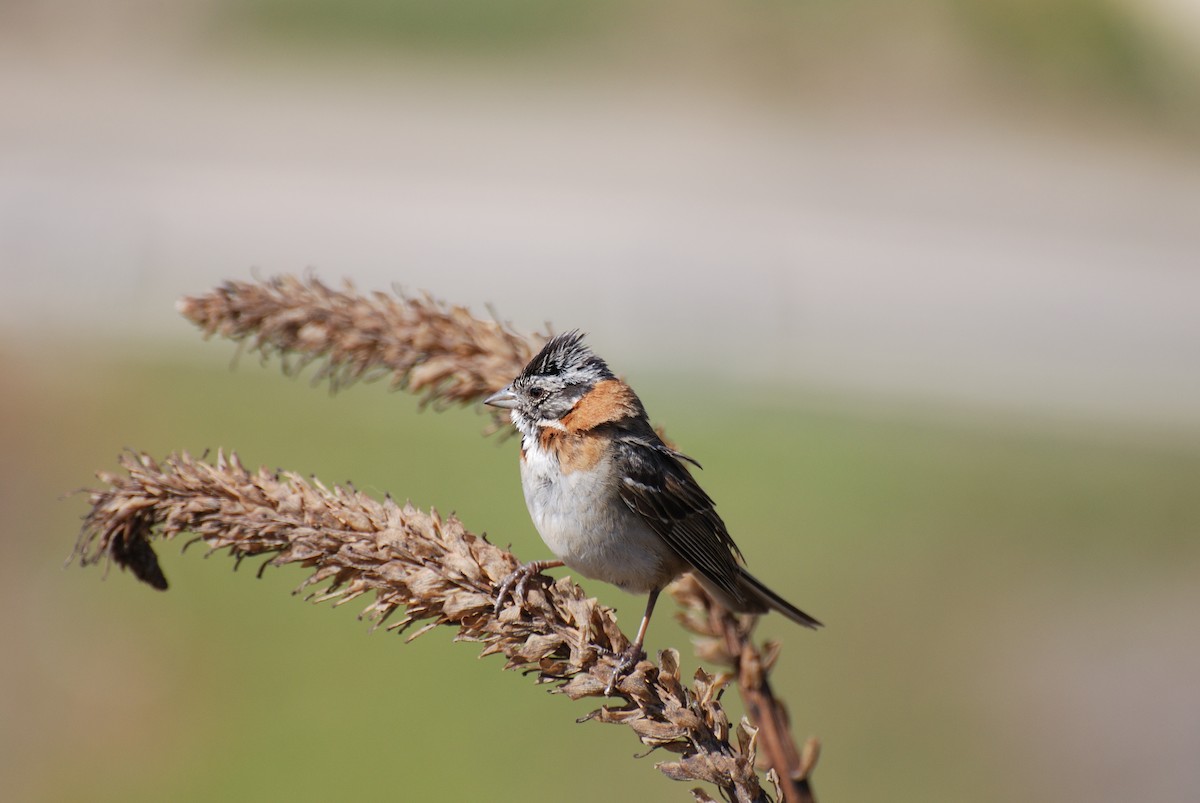 Rufous-collared Sparrow - ML268203941