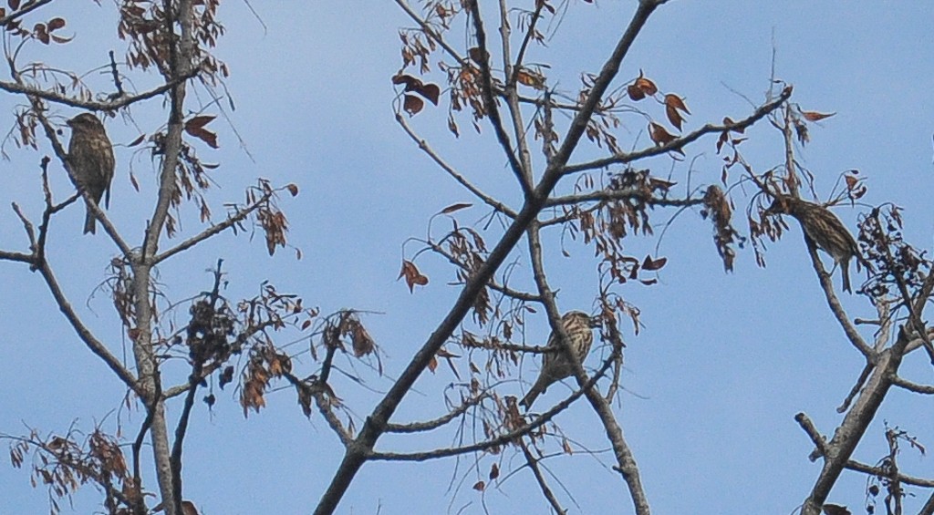 Purple Finch - ML268204981