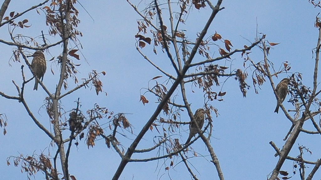 Purple Finch - ML268205031