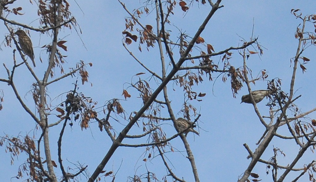 Purple Finch - ML268205091
