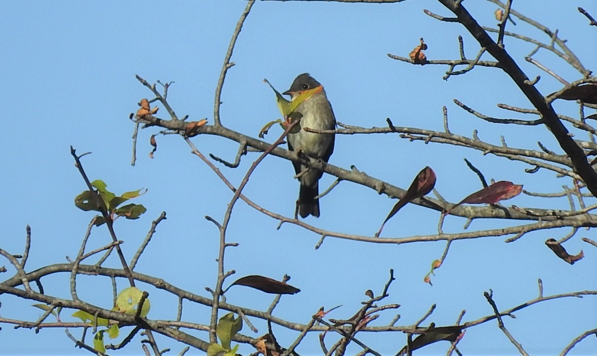 Eastern Wood-Pewee - ML268205301