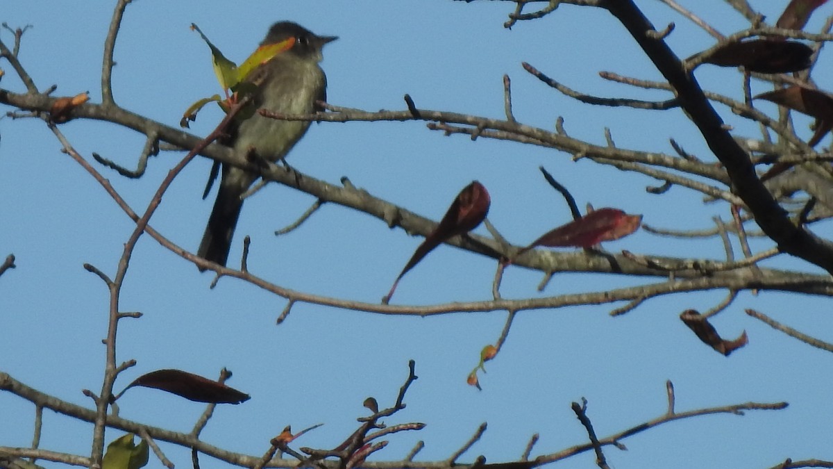Eastern Wood-Pewee - ML268205311