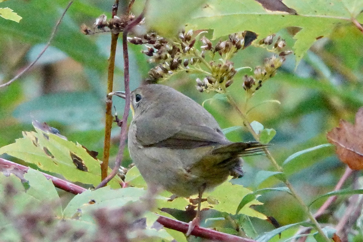 Common Yellowthroat - ML268206431