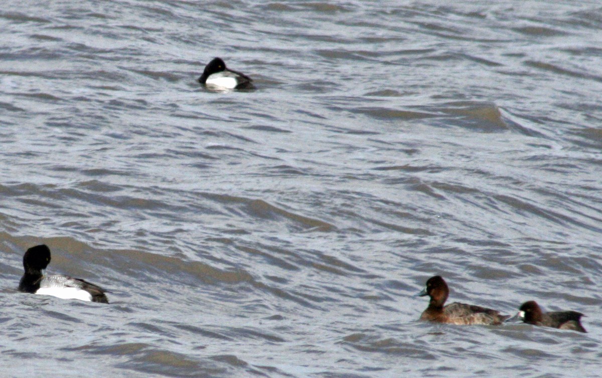 Lesser Scaup - Kathryn Boothby