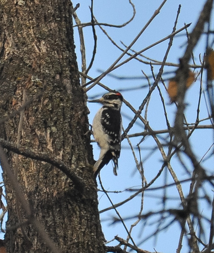 Hairy Woodpecker - ML268207581