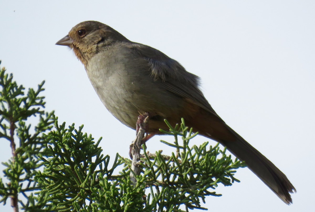 California Towhee - ML26820921