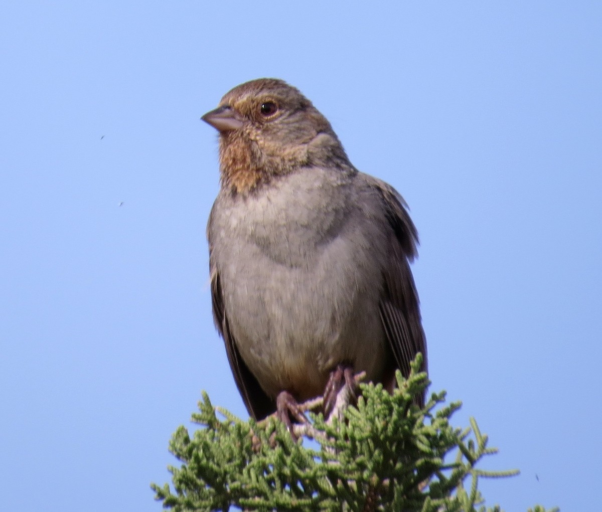 California Towhee - ML26820931