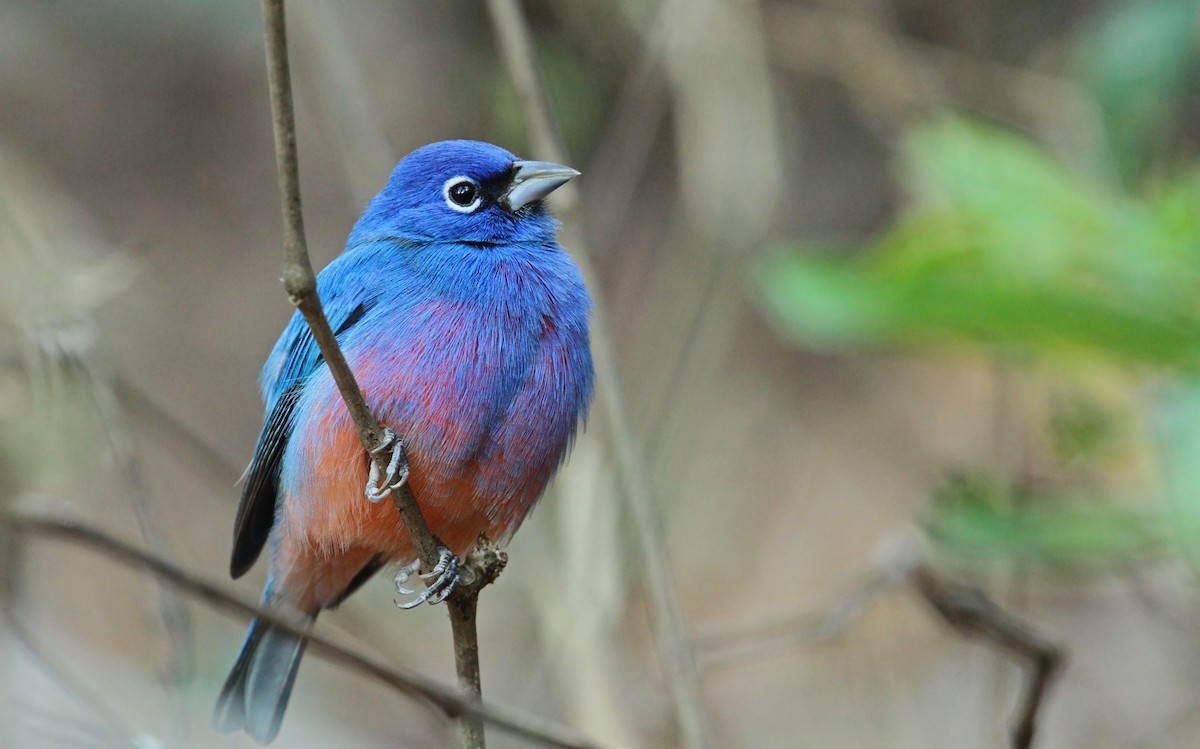 Rose-bellied Bunting - Ian Davies