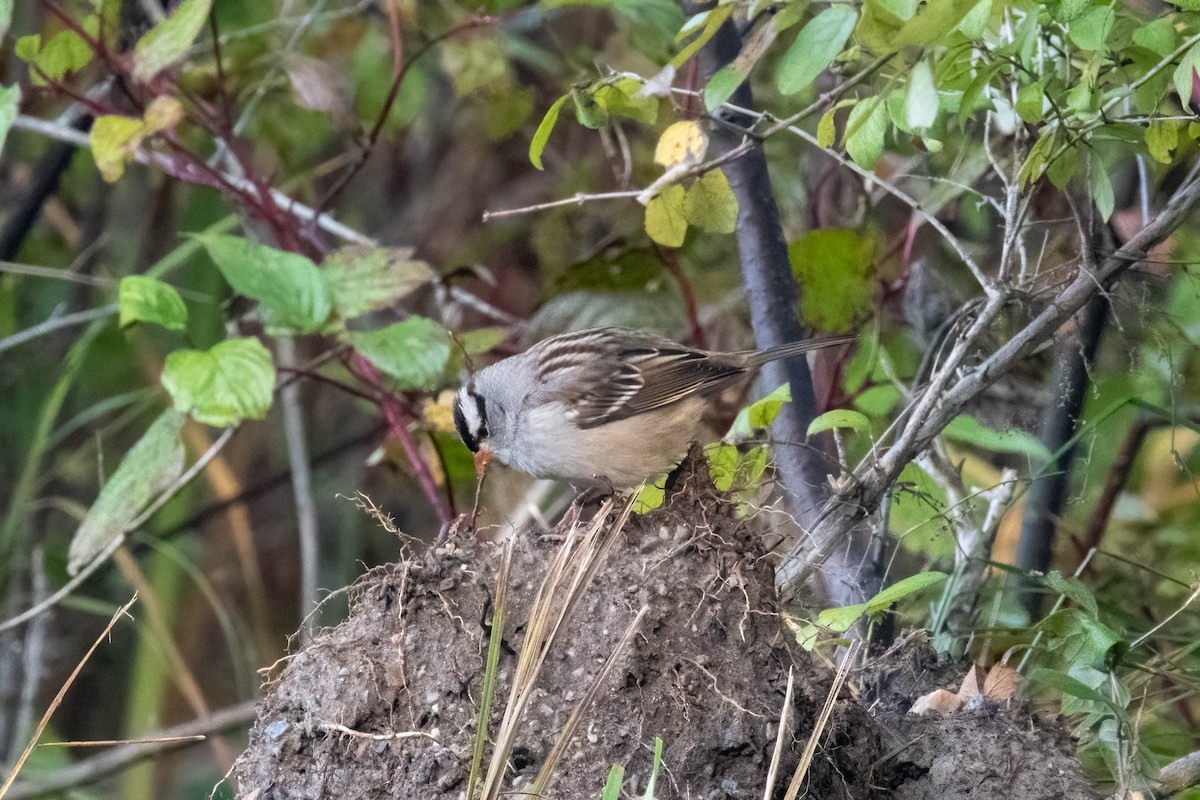 White-crowned Sparrow - ML268211591