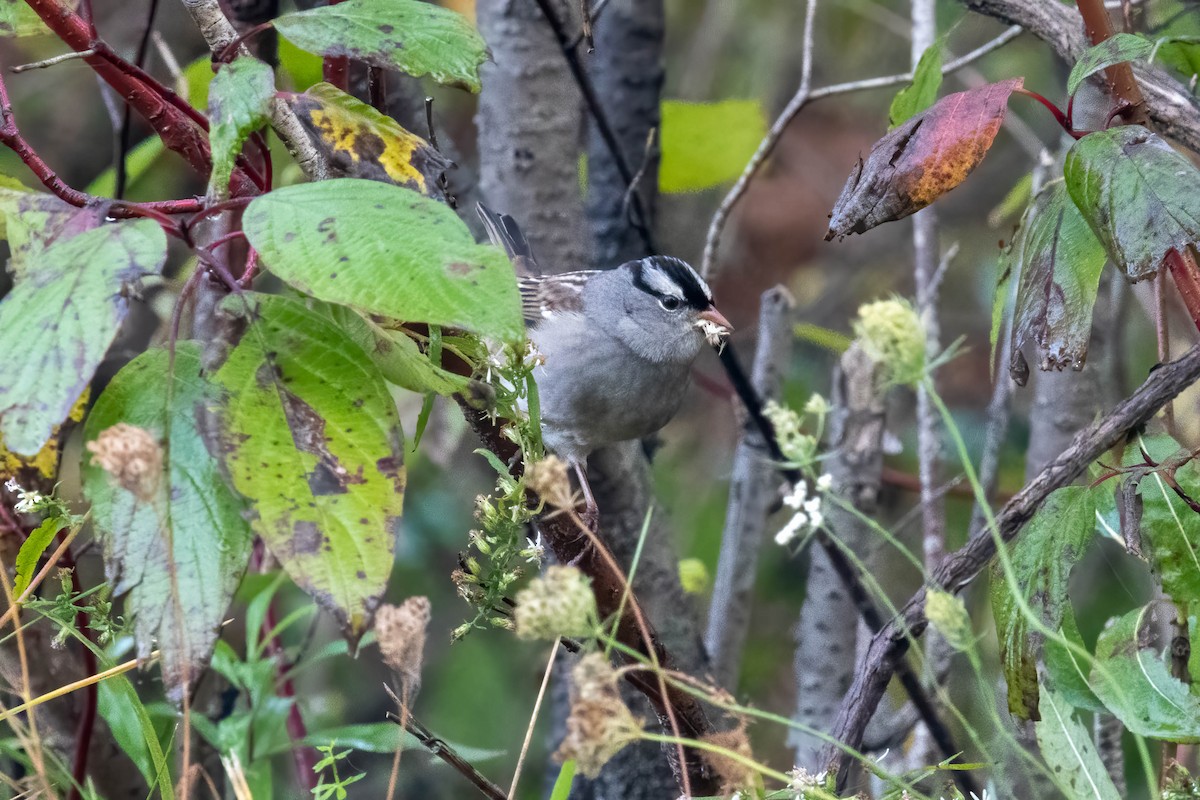 White-crowned Sparrow - ML268211641
