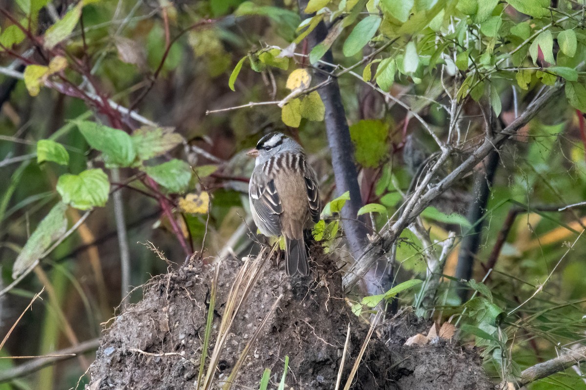 White-crowned Sparrow - ML268211701
