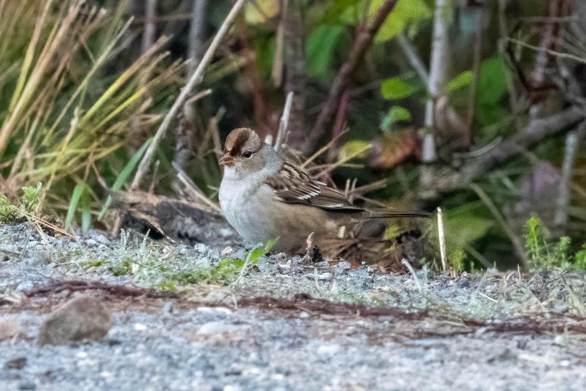 White-crowned Sparrow - ML268211741