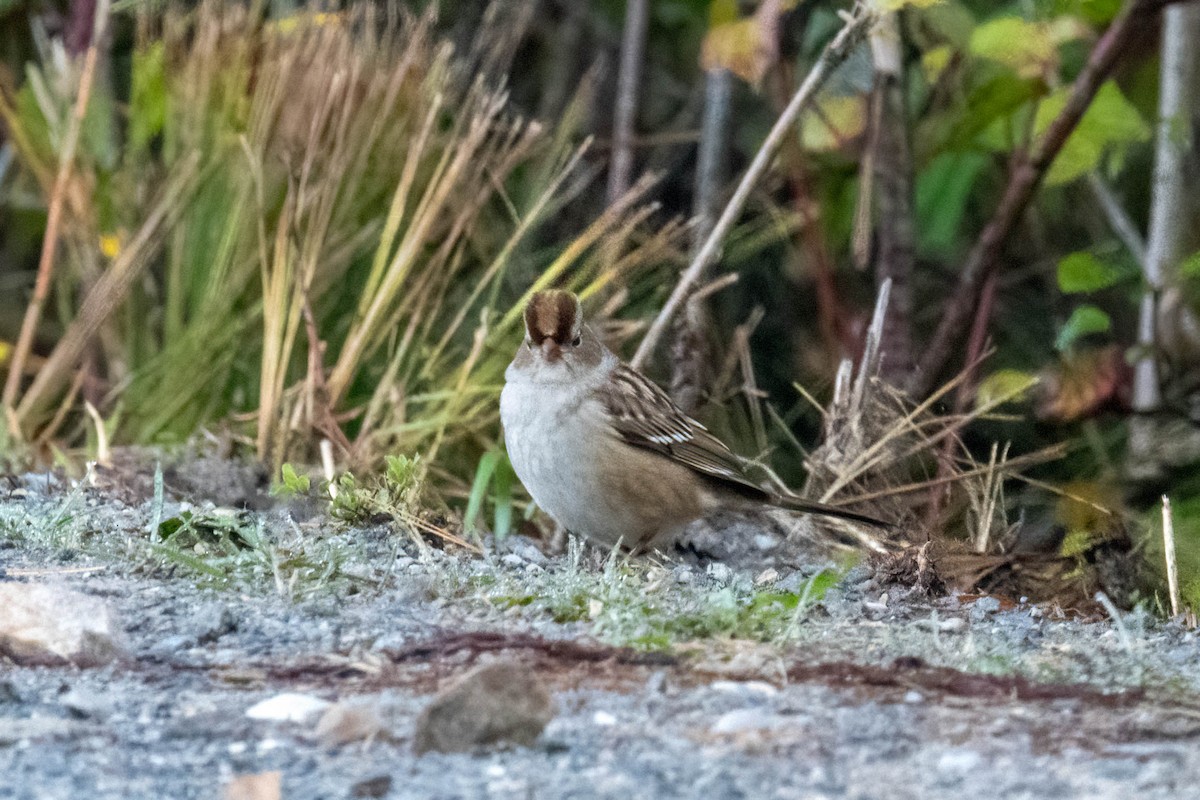 White-crowned Sparrow - ML268211781