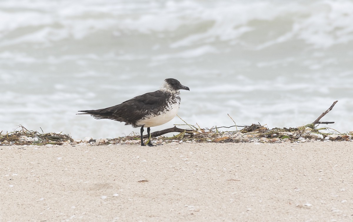 Pomarine Jaeger - Rolando Tomas Pasos Pérez