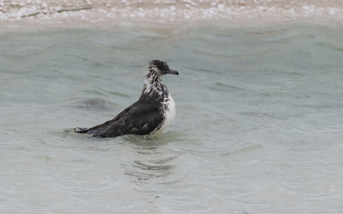 Pomarine Jaeger - Rolando Tomas Pasos Pérez