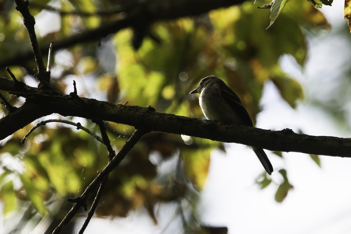 Eastern Wood-Pewee - ML268212771