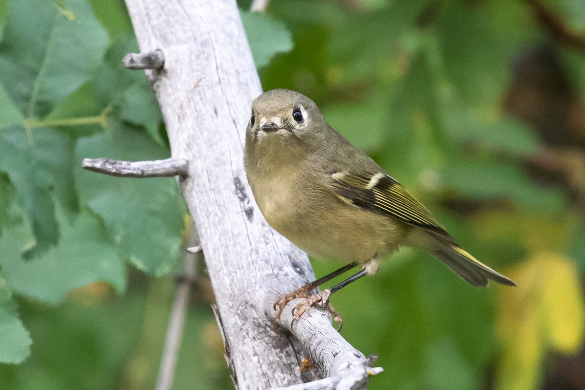 Ruby-crowned Kinglet - ML268214631