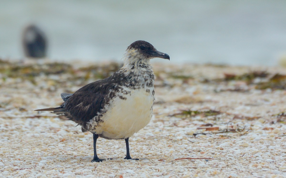 Pomarine Jaeger - Luis Trinchan