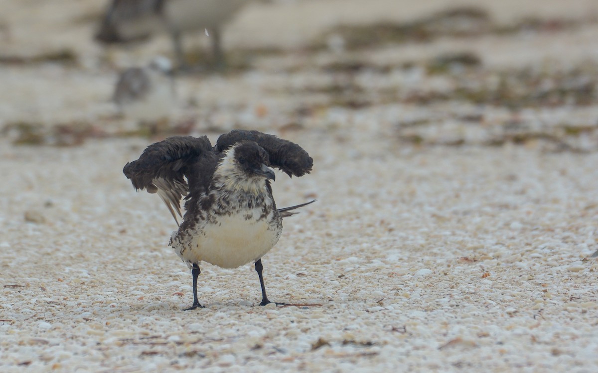 Pomarine Jaeger - ML268214851